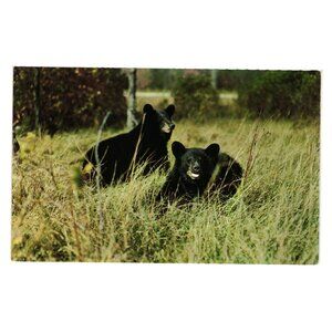 Vintage Postcard Vacationland Scene Black Bears L L Cook Co 1950 Collectible WI